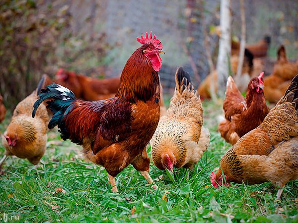 Породы куриц | ЗооТом - продажа, вязка и услуги для животных в Степном
