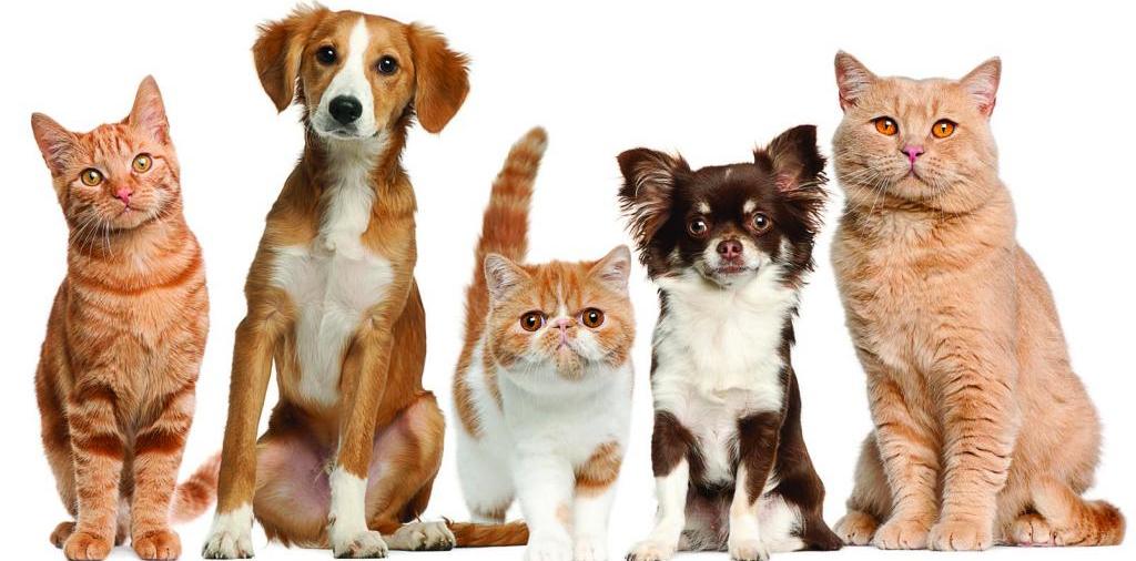 Доска объявлений о животных | ЗооТом - продажа, вязка и услуги для животных в Степном