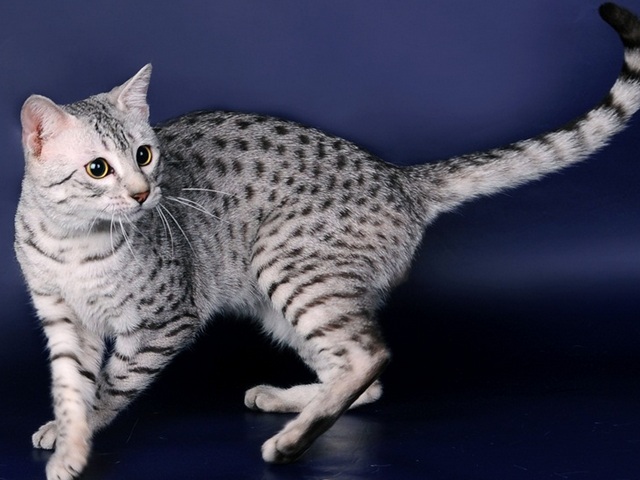 Породы кошек в Степном | ЗооТом портал о животных