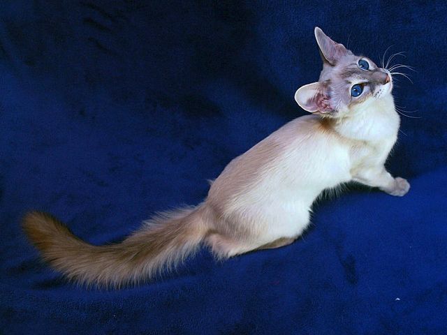 Выведенные породы кошек в Степном | ЗооТом портал о животных