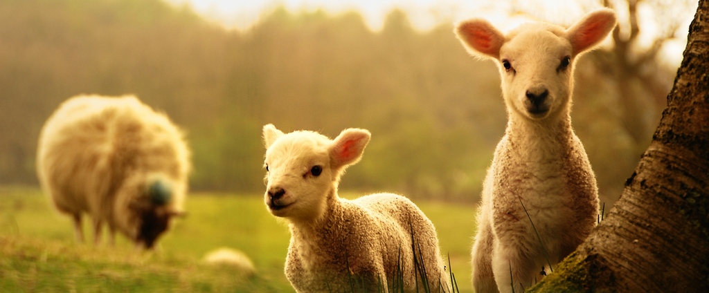 Объявления о сельскохозяйственных животных | ЗооТом - продажа, вязка и услуги для животных в Степном