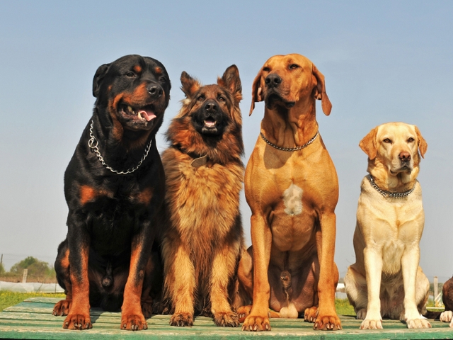Крупные породы собак в Степном | ЗооТом портал о животных