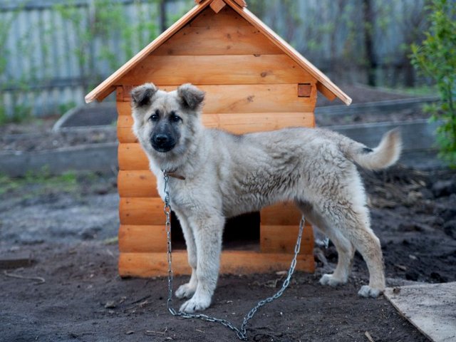 Все о собаках в Степном